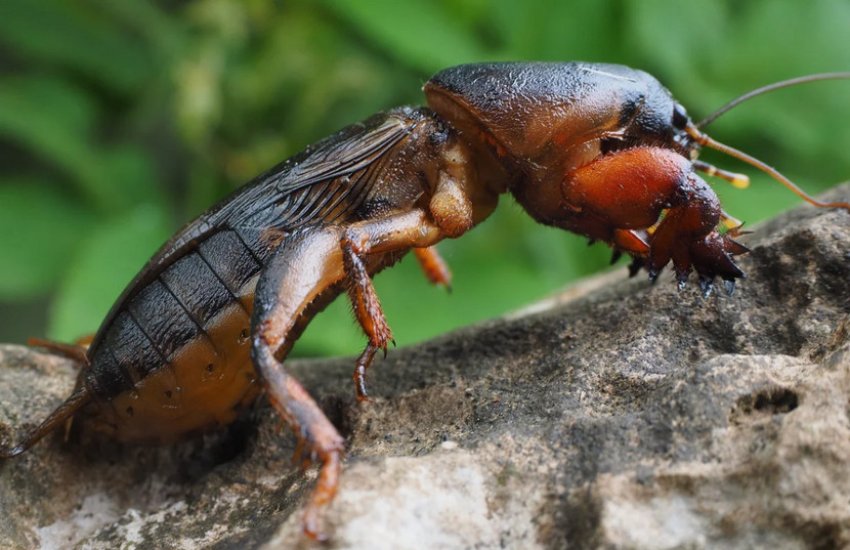 Капустянка Капустянка