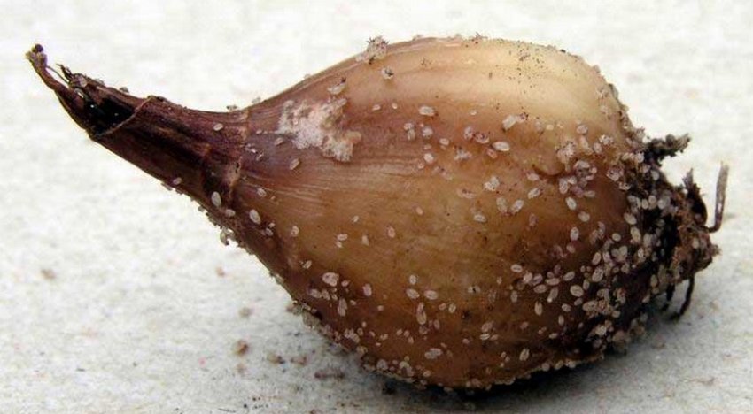 Цибулина тюльпана уражені кліщем Цибулина тюльпана уражені кліщем