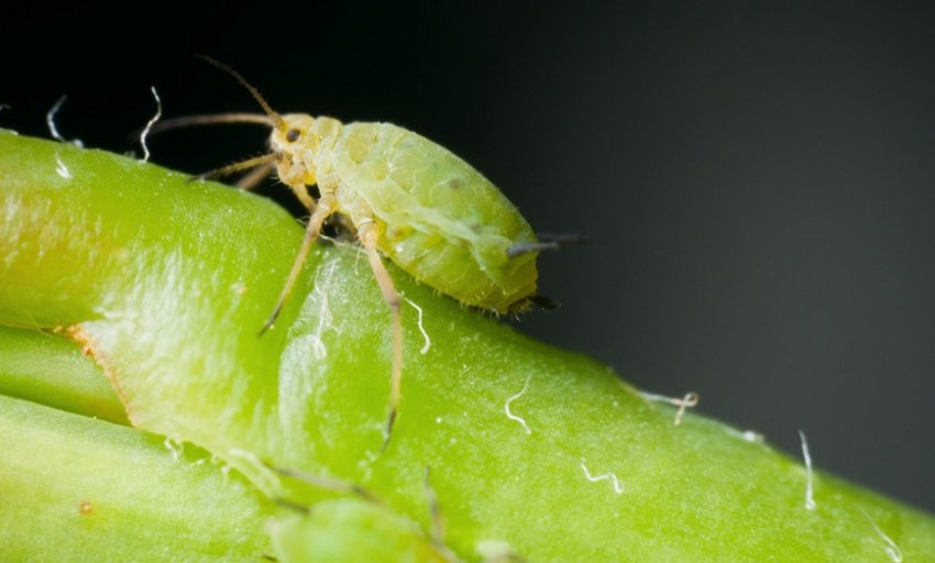 Попелиця Попелиця