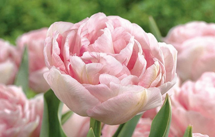 Пізній сорт махрового тюльпана