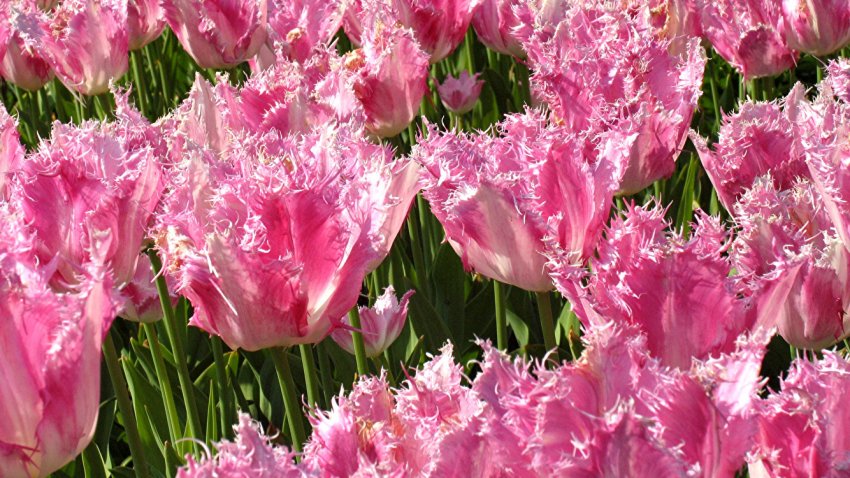 Бахромчаті тюльпани Бахромчаті тюльпани