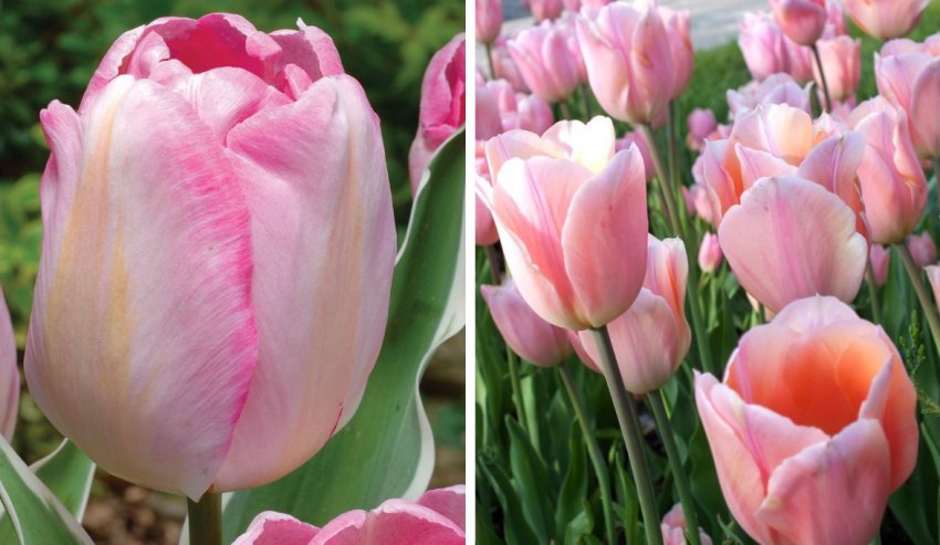 Тріумф-тюльпани Тріумф-тюльпани