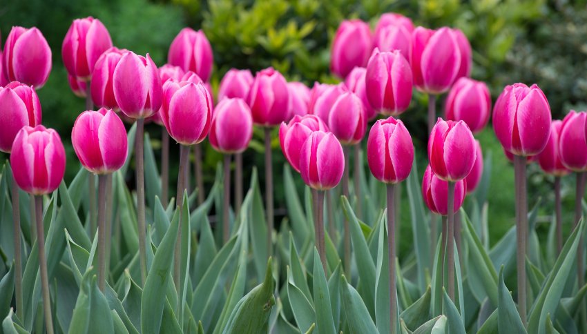 Дарвиновы гібриди Дарвиновы гібриди