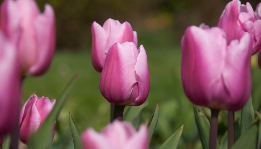 Тюльпаны розовые простые поздние