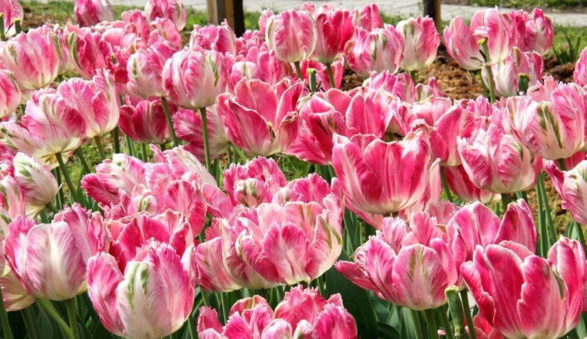 Попугайные тюльпани Попугайные тюльпани