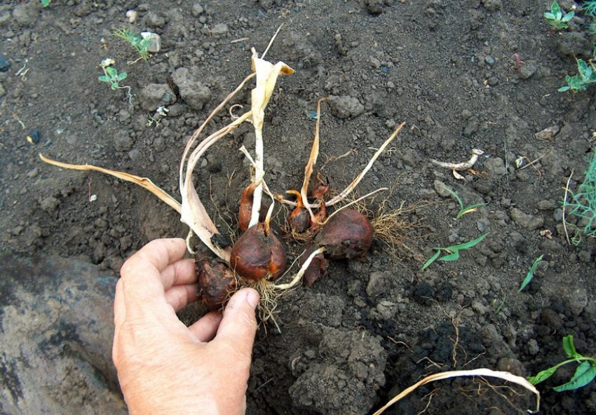 Викопування цибулин