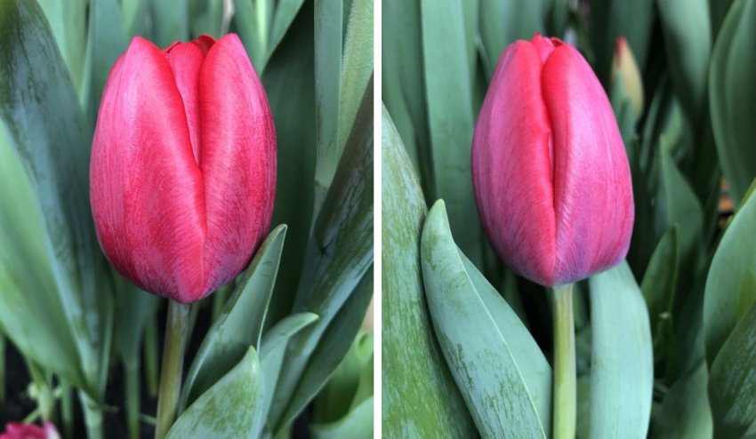 Тюльпан Аксель Тюльпан Аксель