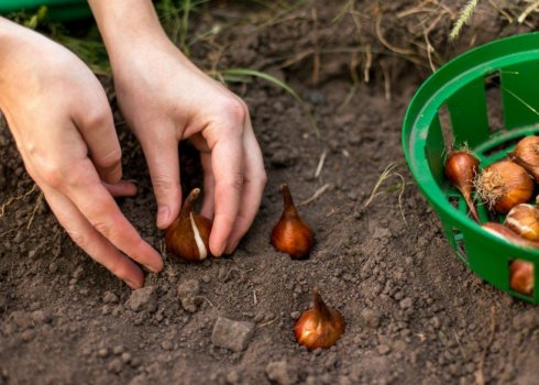 Як і коли викопувати тюльпани для пересадки на інше місце