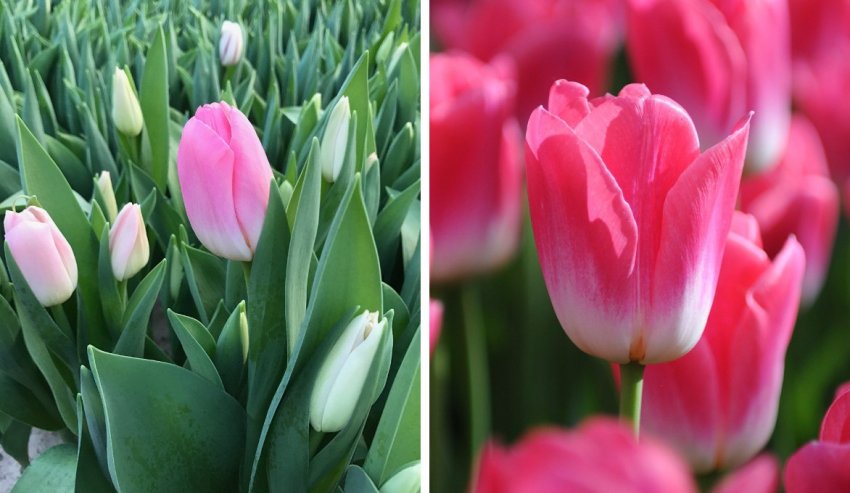 Тюльпан Дінасті Тюльпан Дінасті