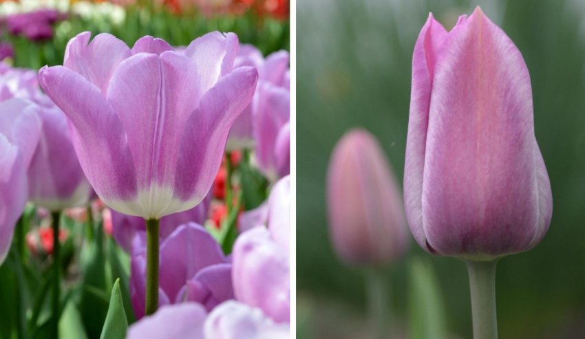 Тюльпан Magic Colour Тюльпан Magic Colour