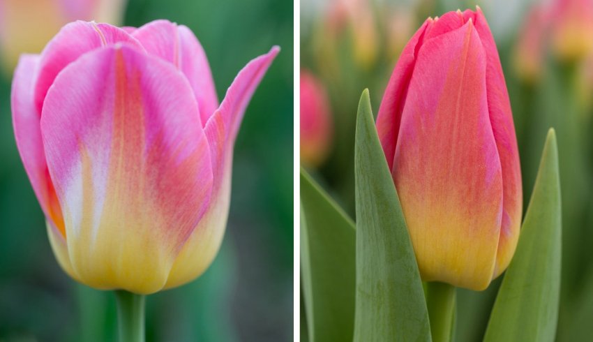 Тюльпани Tom Pouce Тюльпани Tom Pouce