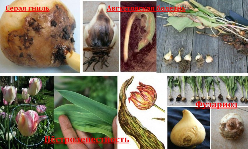 Хвороби тюльпанів Хвороби тюльпанів