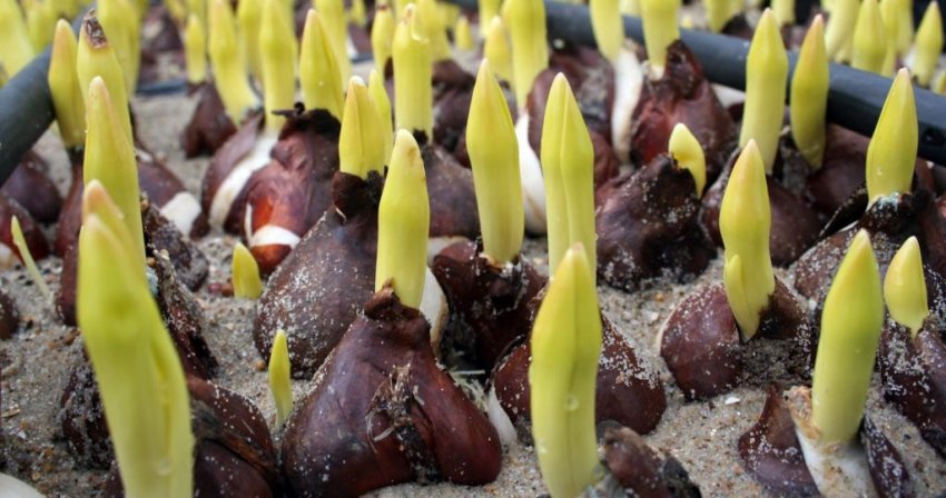 Пророщенные луковицы тюльпанов
