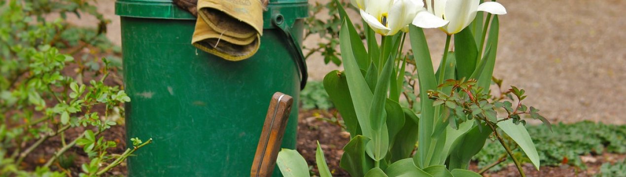 Потрібно викопувати тюльпани після цвітіння кожен рік, і як зберегти цибулини до посадки