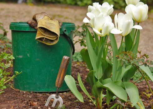 Потрібно викопувати тюльпани після цвітіння кожен рік, і як зберегти цибулини до посадки