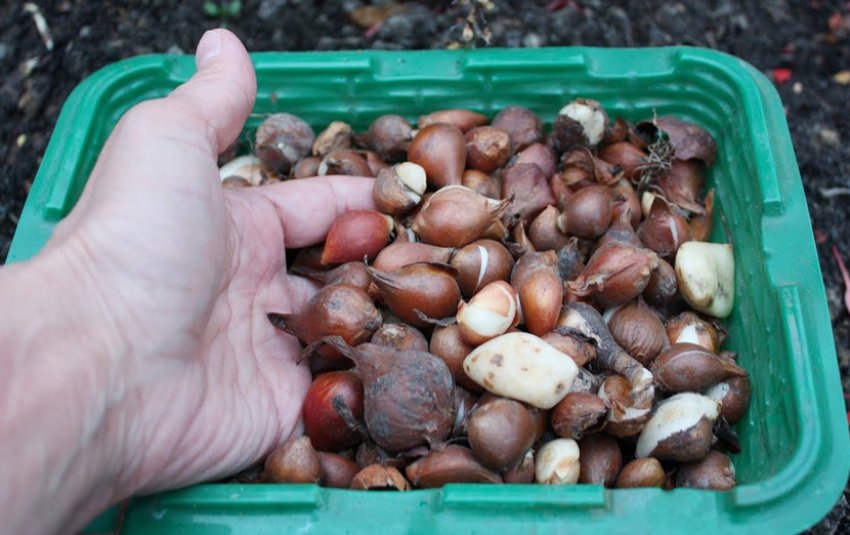 Дітки цибулин тюльпанів Дітки цибулин тюльпанів