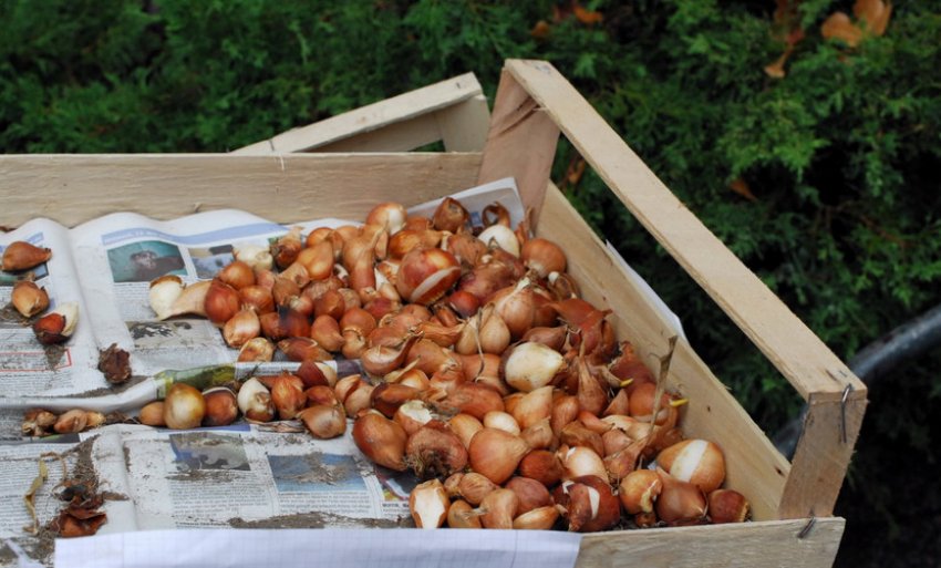 Сушка Сушка