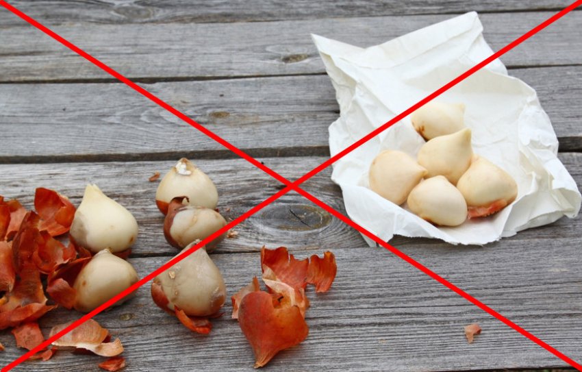 Зняття лушпиння з цибулини тюльпана Зняття лушпиння з цибулини тюльпана