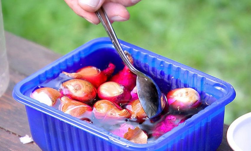 Дезінфекція цибулин Дезінфекція цибулин