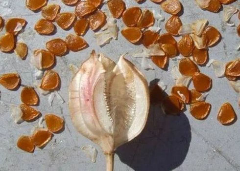 Тюльпани з насіння, вирощування в домашніх умовах