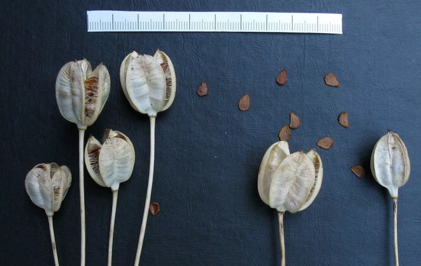 Семена тюльпанов