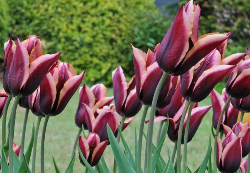 Тюльпан Слава Тюльпан Слава