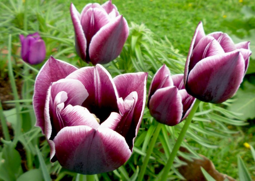 Тюльпани Тріумф Джекпот Тюльпани Тріумф Джекпот