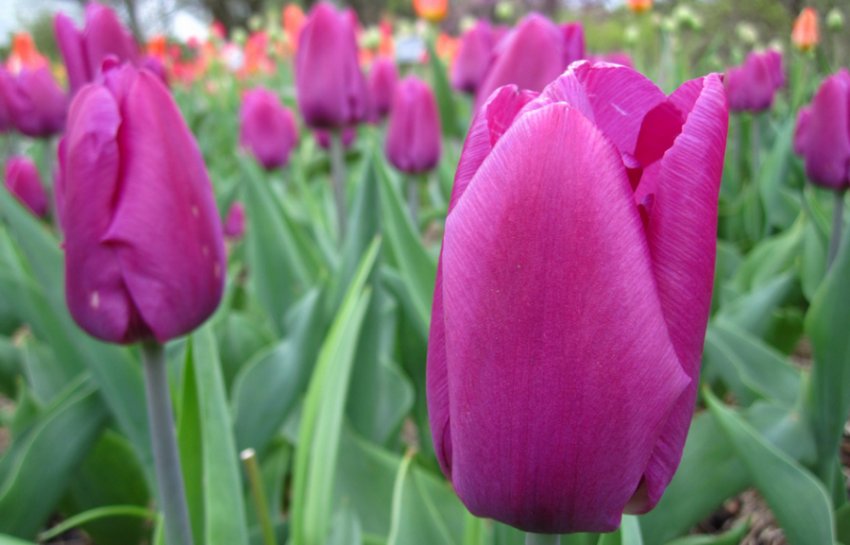 Тюльпани Пурпл Тюльпани Пурпл