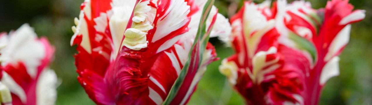 Опис і особливості вирощування тюльпана Естелла Рижнвельд