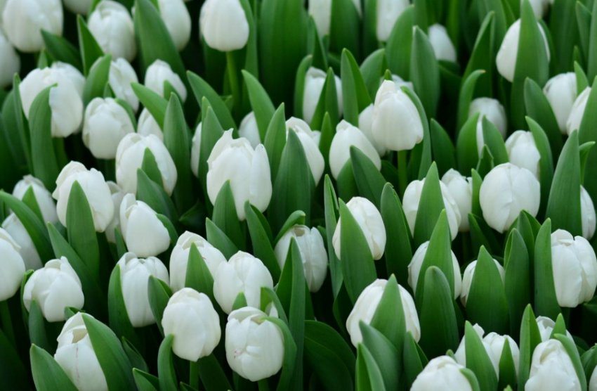 Тюльпани Роял Вірджін Тюльпани Роял Вірджін