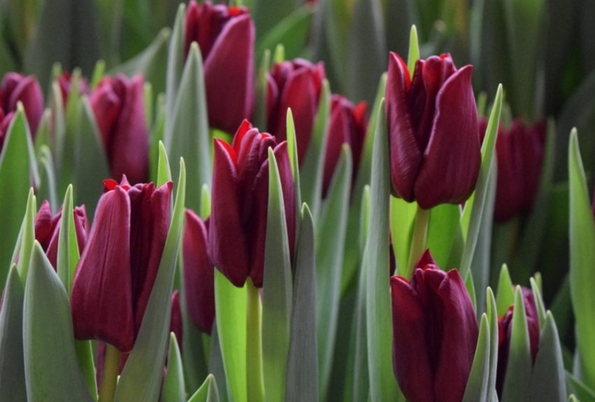 Тюльпан Маскара Тюльпан Маскара