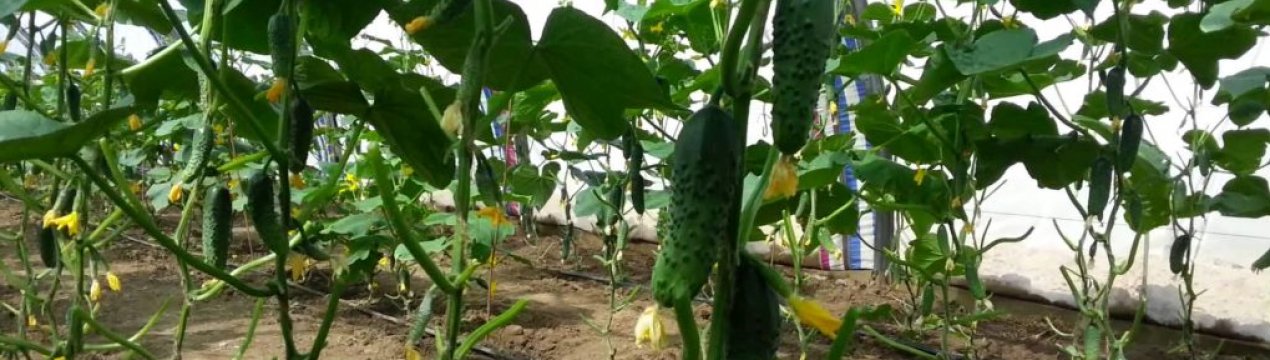 Огірки Маша f1: характеристика, посадка і догляд