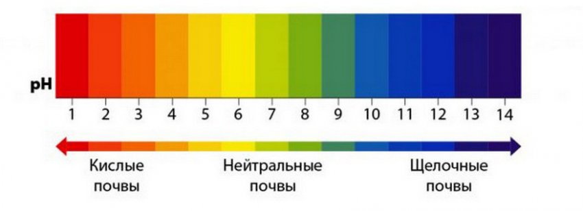 Кислотність грунту для посадки тюльпанів Кислотність грунту для посадки тюльпанів