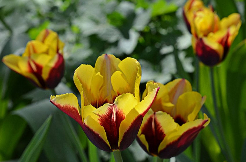 Тюльпани сорти Gavota Тюльпани сорти Gavota