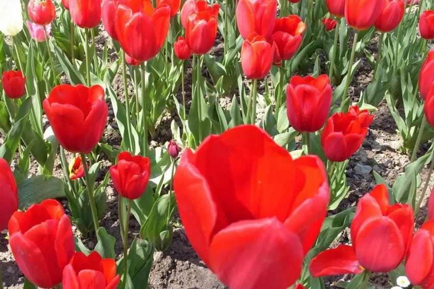 Тюльпани сорти Olaf Тюльпани сорти Olaf