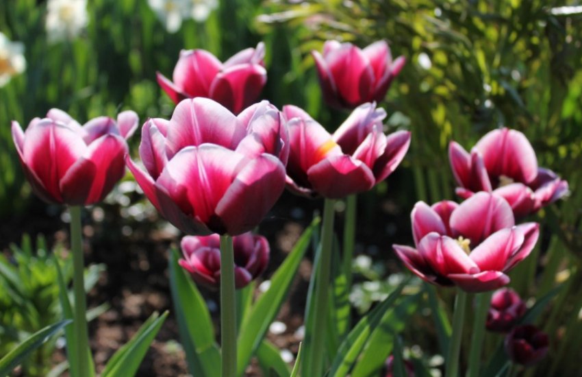 Тюльпани сорти Олександр Пушкін Тюльпани сорти Олександр Пушкін