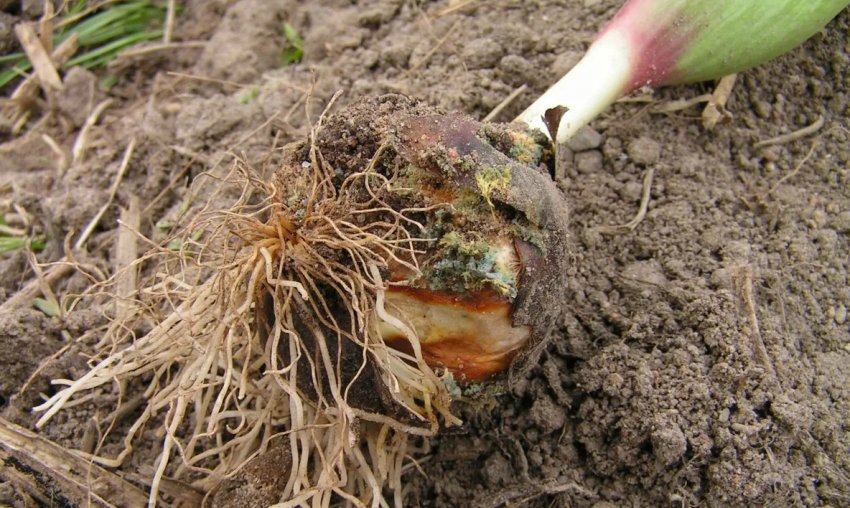 Фузаріоз тюльпанів Фузаріоз тюльпанів