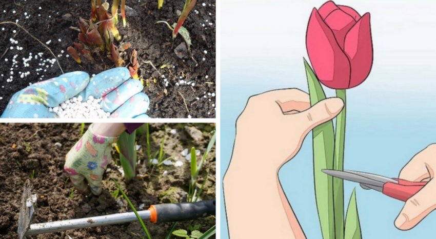 Догляд за тюльпанами Догляд за тюльпанами