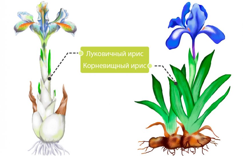Цибулинний і корневищний ірис Цибулинний і корневищний ірис