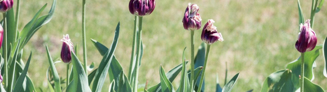 Как ухаживать за тюльпанами после цветения