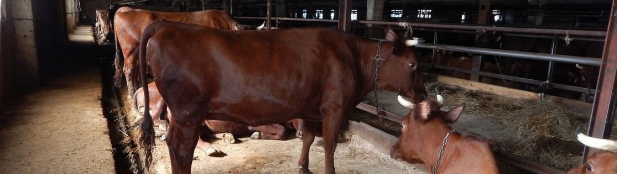 Бестужевські корови: опис, догляд і годування