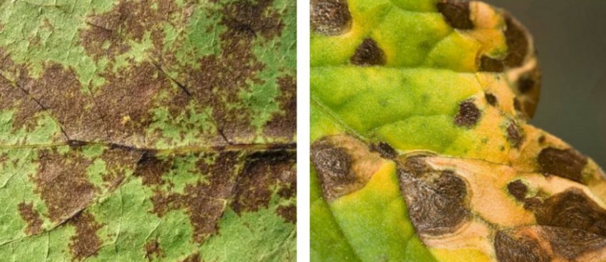 Бура плямистість