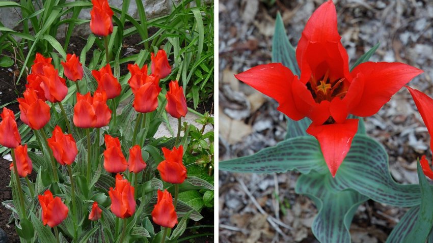 Тюльпани Double Red Riding Hood Тюльпани Double Red Riding Hood