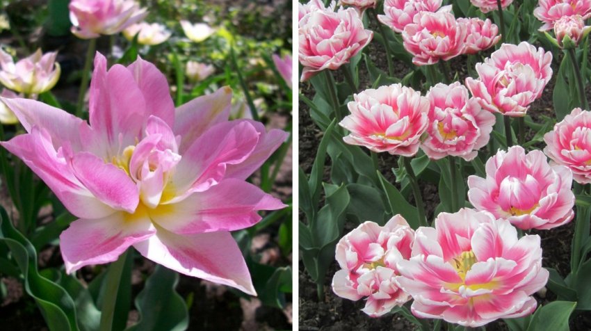 Тюльпани Peach Blossom Тюльпани Peach Blossom