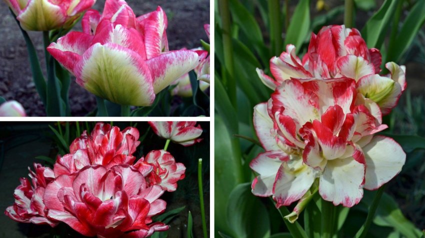 Тюльпан Cartouche Тюльпан Cartouche