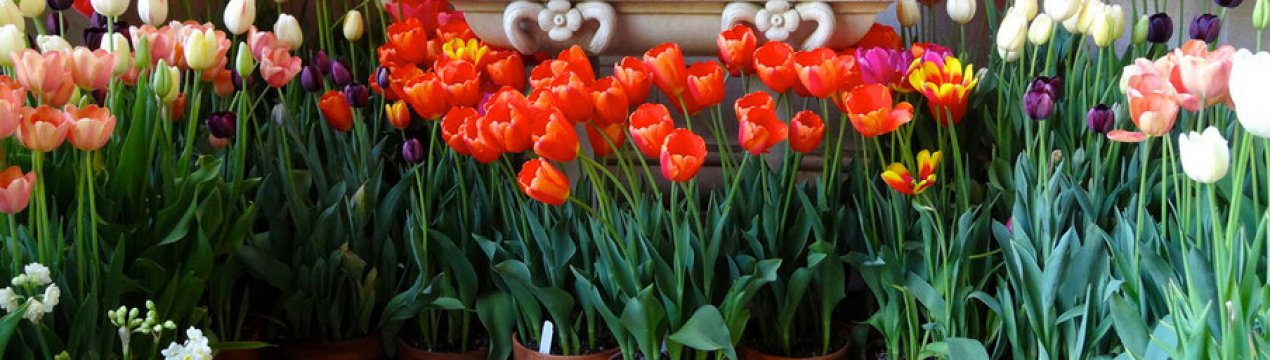 Как вырастить тюльпаны из луковиц в горшке в домашних условиях