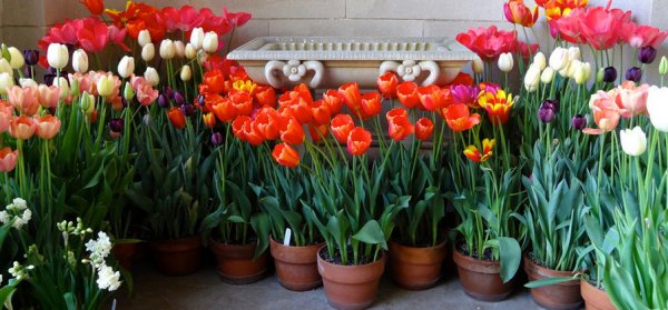 Тюльпаны в домашних условиях в горшке: как прорастить, уход, разведение, выращивание из луковиц дома или на даче