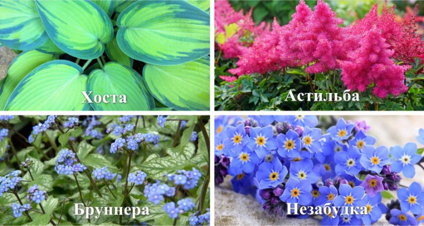 Рослини для продовження декоративності клумби