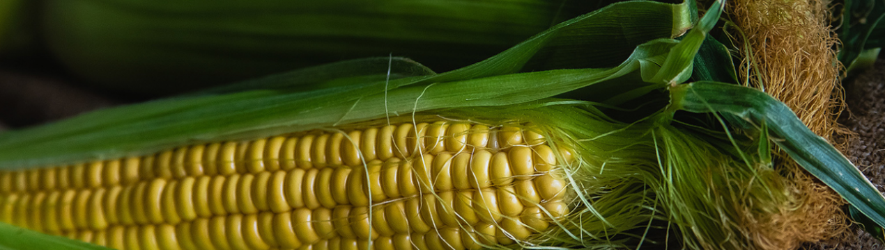 Біолог з Чилі розробив посухостійкий сорт ГМ кукурудзи