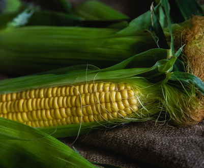 Біолог з Чилі розробив посухостійкий сорт ГМ кукурудзи